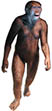Australopithecus afarensis